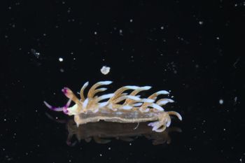 Media type: image;   Malacology 393738 Description: live specimen;